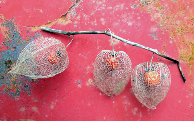 seed-pods
