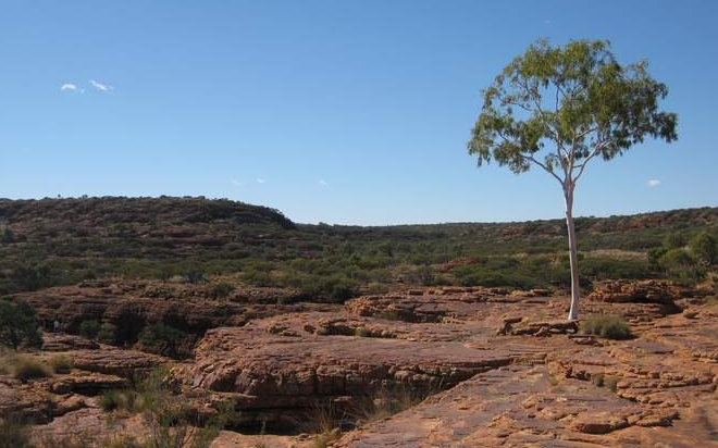 tree outback